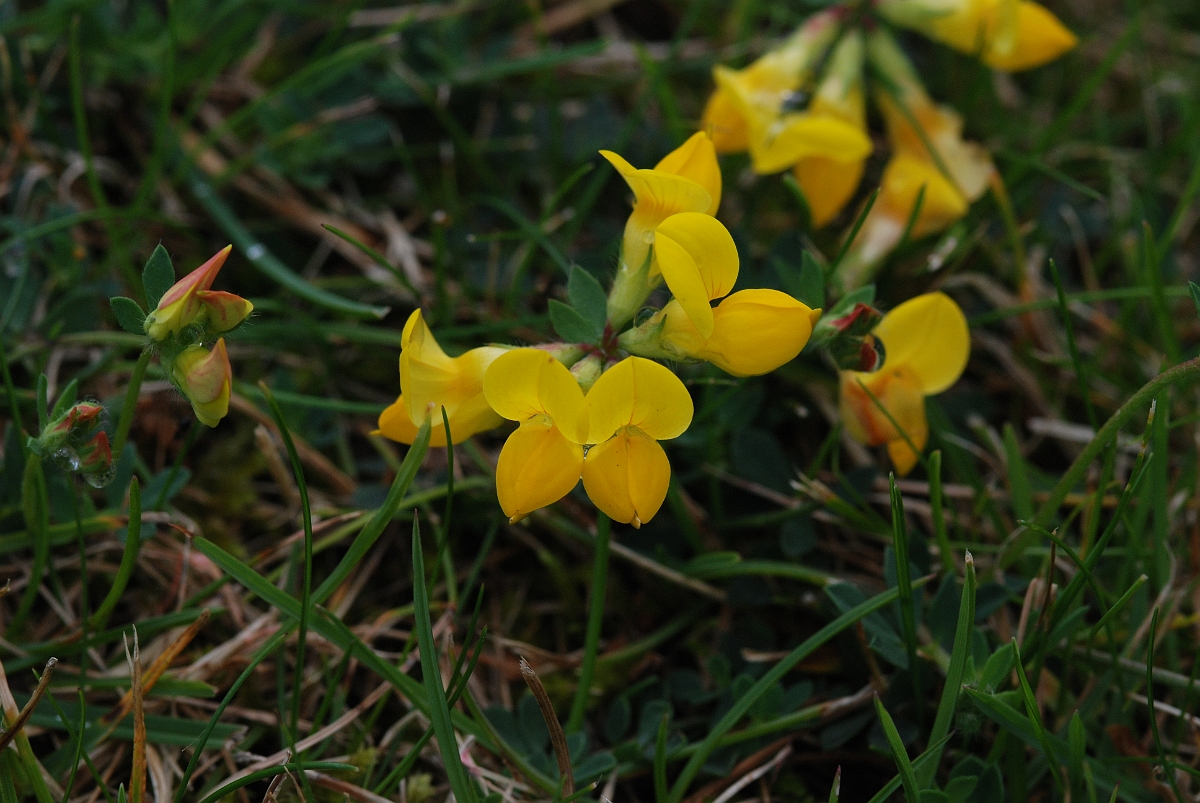 David Plant Photography - Wildlife Photographer - Birdsfoot trefoil - B.JPG - Birdsfoot trefoil - Cotswolds