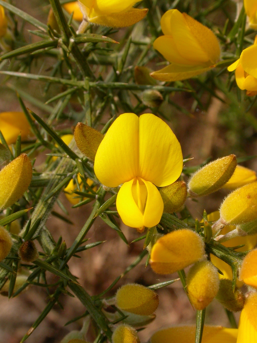 David Plant Photography - Wildlife Photographer - European gorse flower - A.jpg - European gorse flower - Dorset