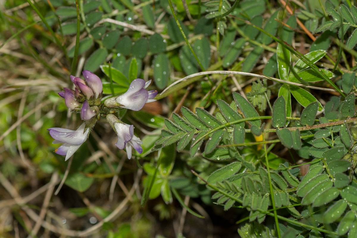 David Plant Photography - Wildlife Photography - Alpine milk-vetch - A.jpg - Alpine milk-vetch - Perthshire