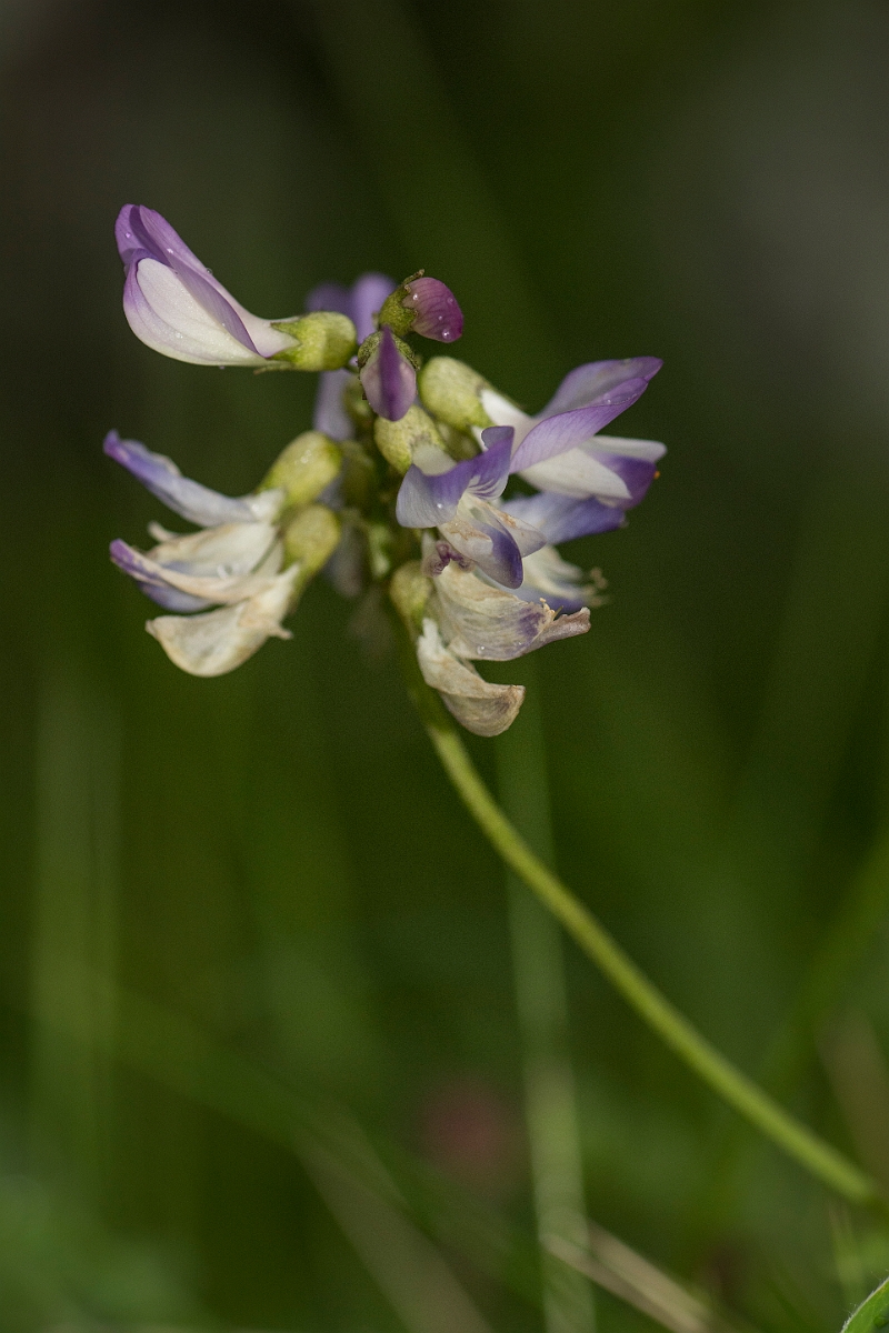 David Plant Photography - Wildlife Photography - Alpine milk-vetch - B.jpg - Alpine milk-vetch - Perthshire