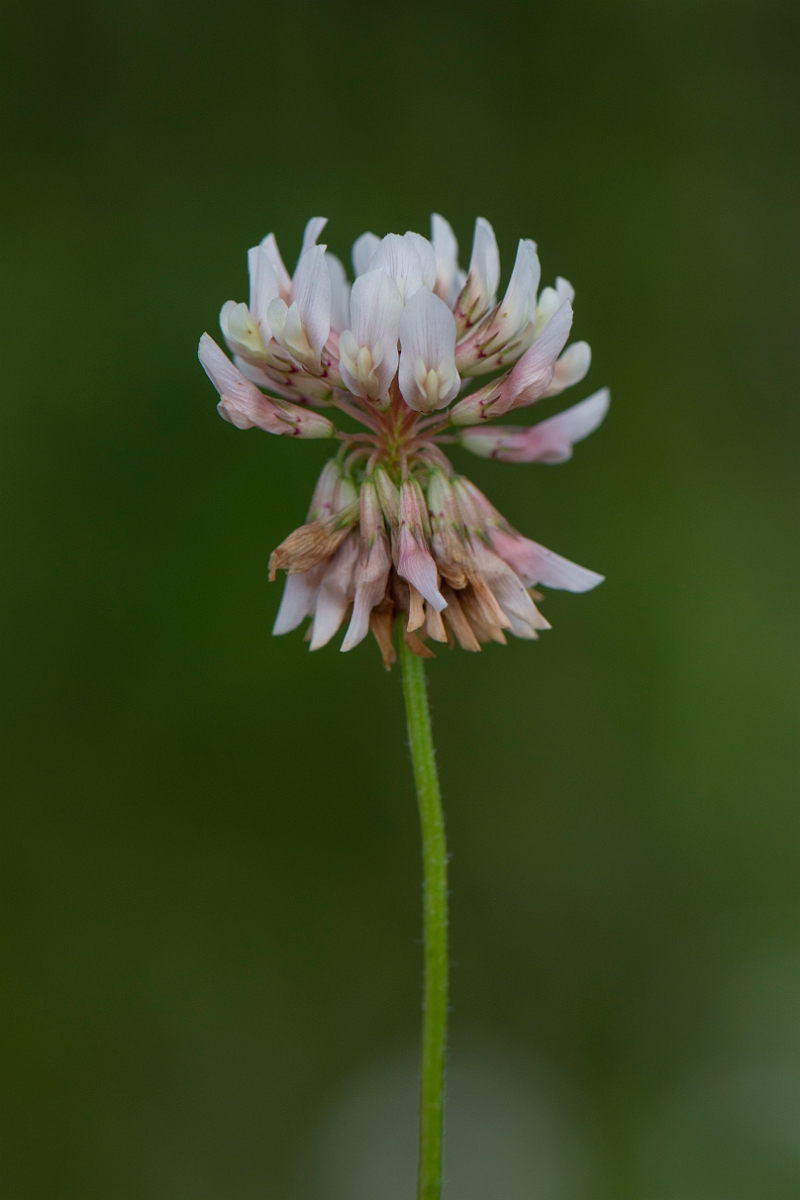 David Plant Photography - Wildlife Photography - Alsike clover - B.JPG - Alsike clover - Oxfordshire