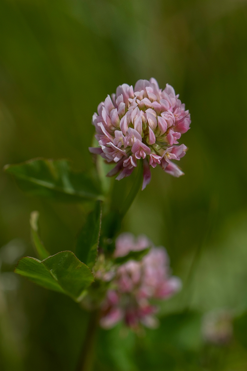 David Plant Photography - Wildlife Photography - Alsike clover - C.JPG - Alsike clover - Lincolnshire