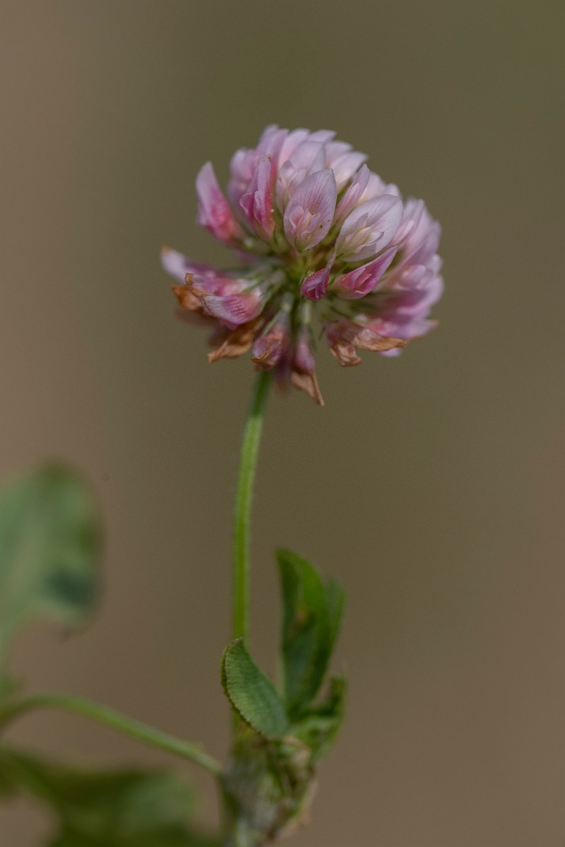 David Plant Photography - Wildlife Photography - Alsike clover - D.JPG - Alsike clover - Lincolnshire