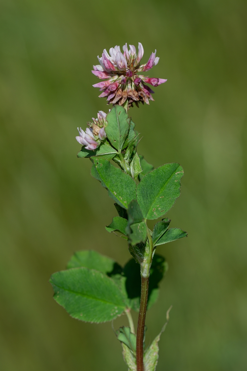 David Plant Photography - Wildlife Photography - Alsike clover - F.jpg - Alsike clover - Norfolk