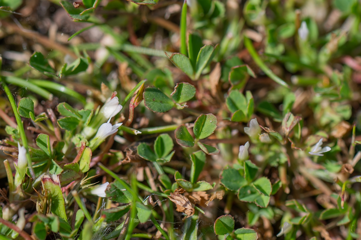 David Plant Photography - Wildlife Photography - Birdsfoot  clover - F.jpg - Birdsfoot clover - Hampshire