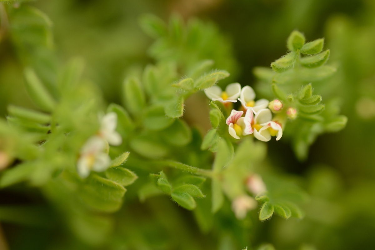 David Plant Photography - Wildlife Photography - Birdsfoot - A.jpg - Birdsfoot - Suffolk