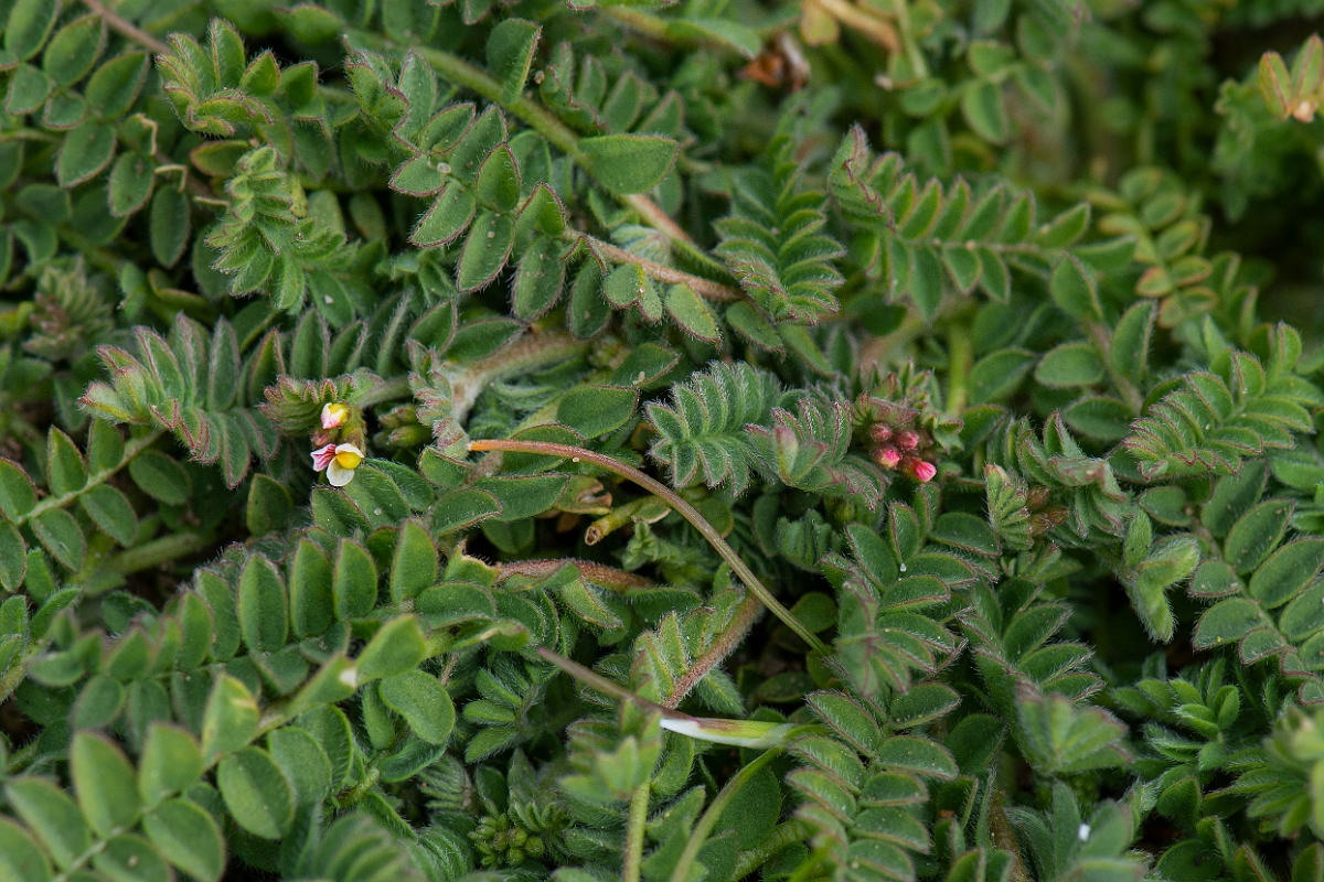 David Plant Photography - Wildlife Photography - Birdsfoot - B.JPG - Birdsfoot - Norfolk