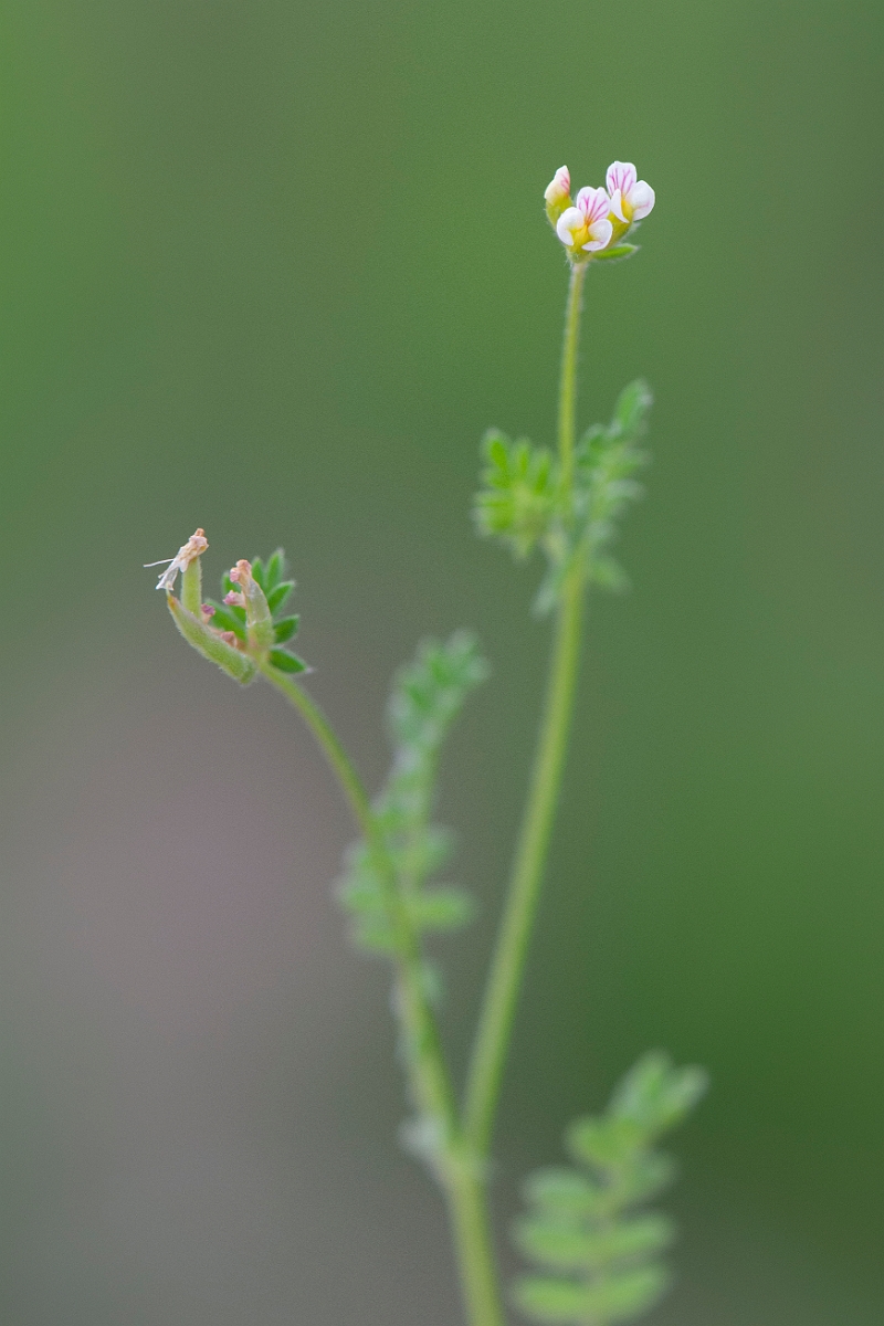 David Plant Photography - Wildlife Photography - Birdsfoot - C.JPG - Birdsfoot - Norfolk