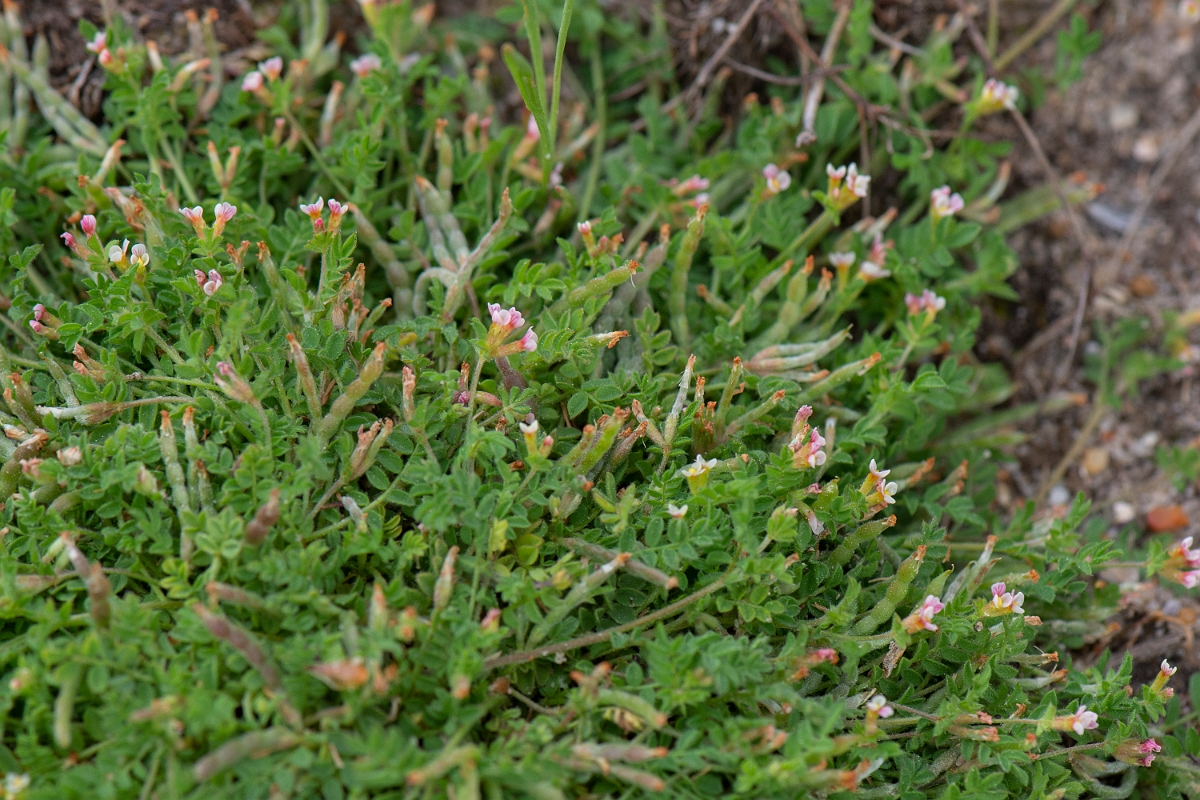 David Plant Photography - Wildlife Photography - Birdsfoot - D.JPG - Birdsfoot - Norfolk