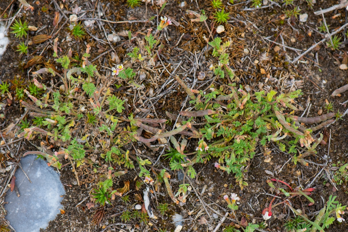 David Plant Photography - Wildlife Photography - Birdsfoot - E.JPG - Birdsfoot - Norfolk