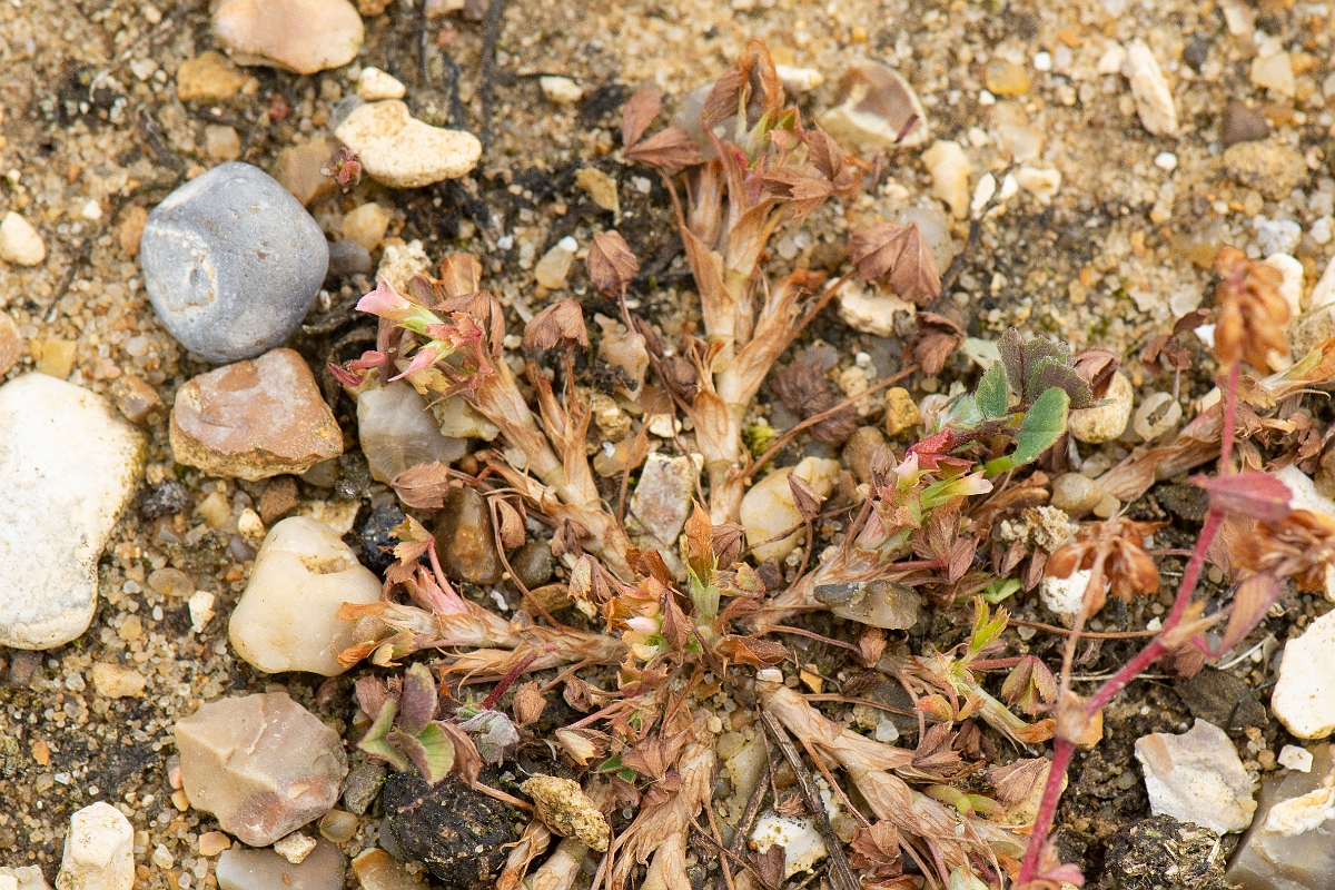 David Plant Photography - Wildlife Photography - Birdsfoot clover - A.jpg - Birdsfoot clover - Kent