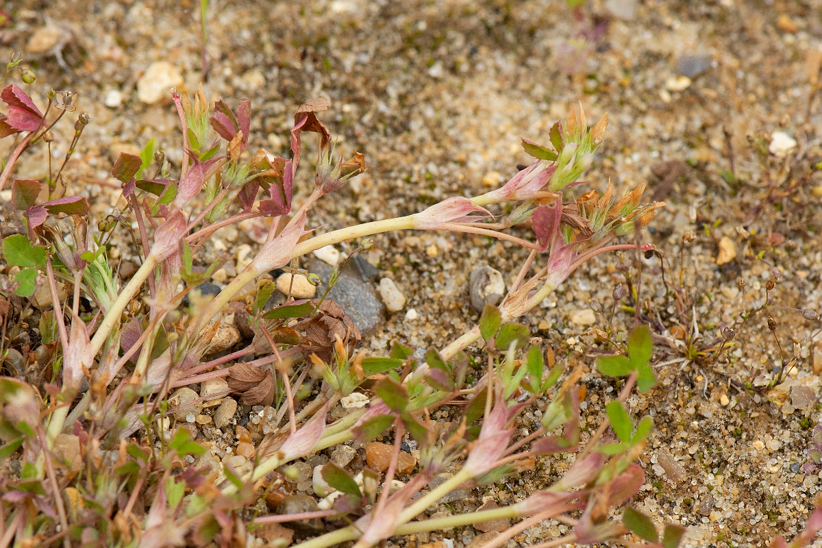 David Plant Photography - Wildlife Photography - Birdsfoot clover - B.jpg - Birdsfoot clover - Kent