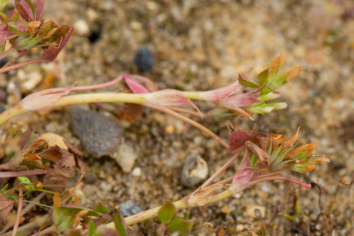 David Plant Photography - Wildlife Photography - Birdsfoot clover - D.jpg - Birdsfoot clover - Kent