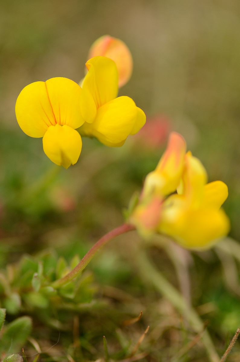 David Plant Photography - Wildlife Photography - Birdsfoot trefoil - C.jpg - Birdsfoot trefoil - Cambridegshire