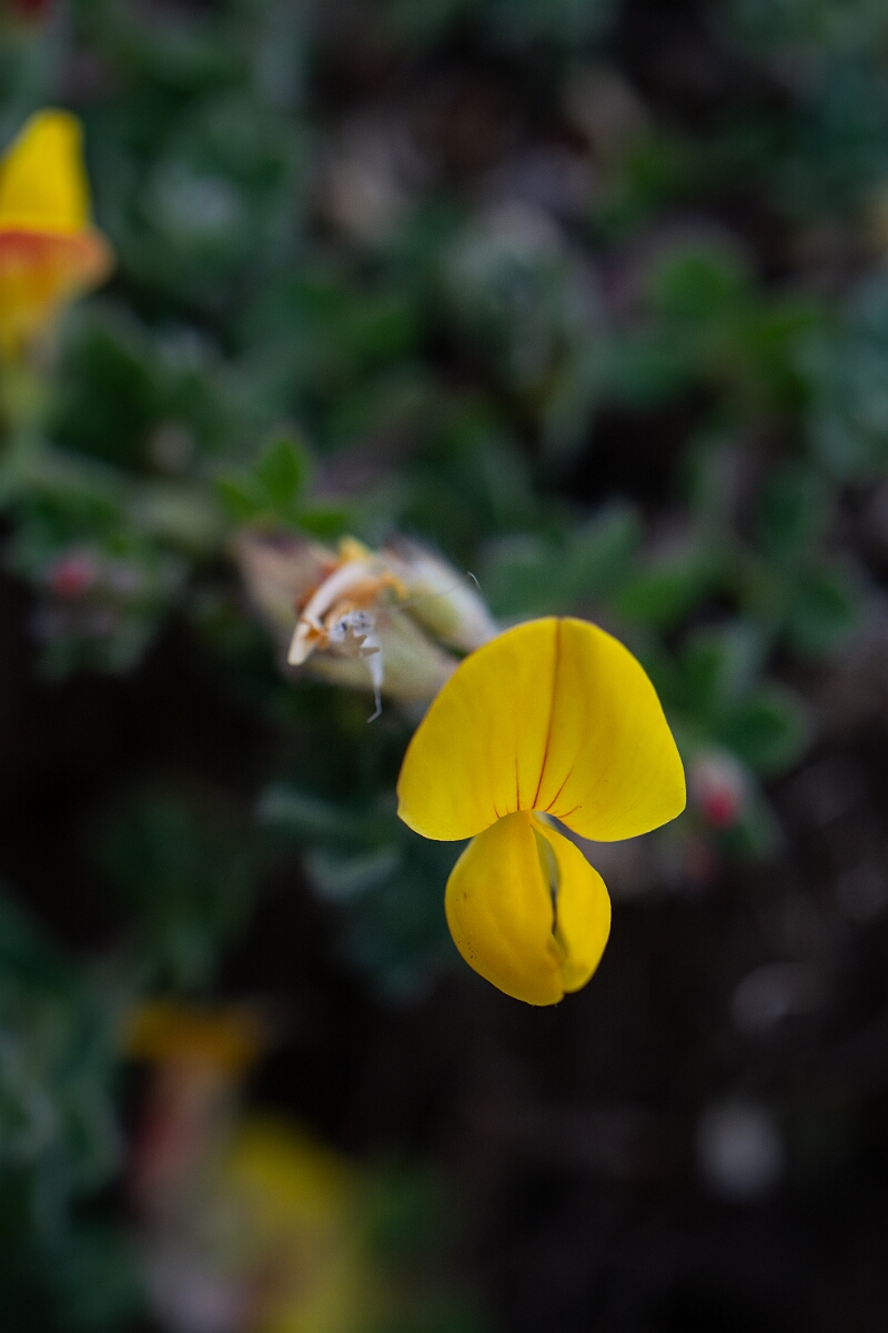 David Plant Photography - Wildlife Photography - Birdsfoot trefoil - D.jpg - Birdsfoot trefoil - Cornwall