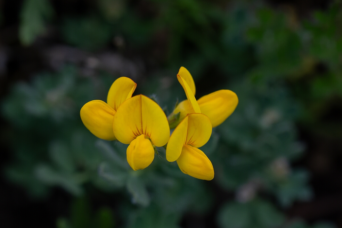 David Plant Photography - Wildlife Photography - Birdsfoot trefoil - E.jpg - Birdsfoot trefoil - Cornwall