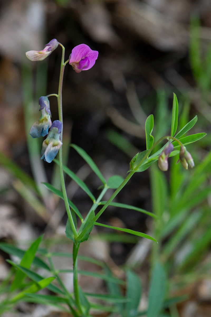 David Plant Photography - Wildlife Photography - Bitter vetch - B.JPG - Bitter vetch - Perthshire
