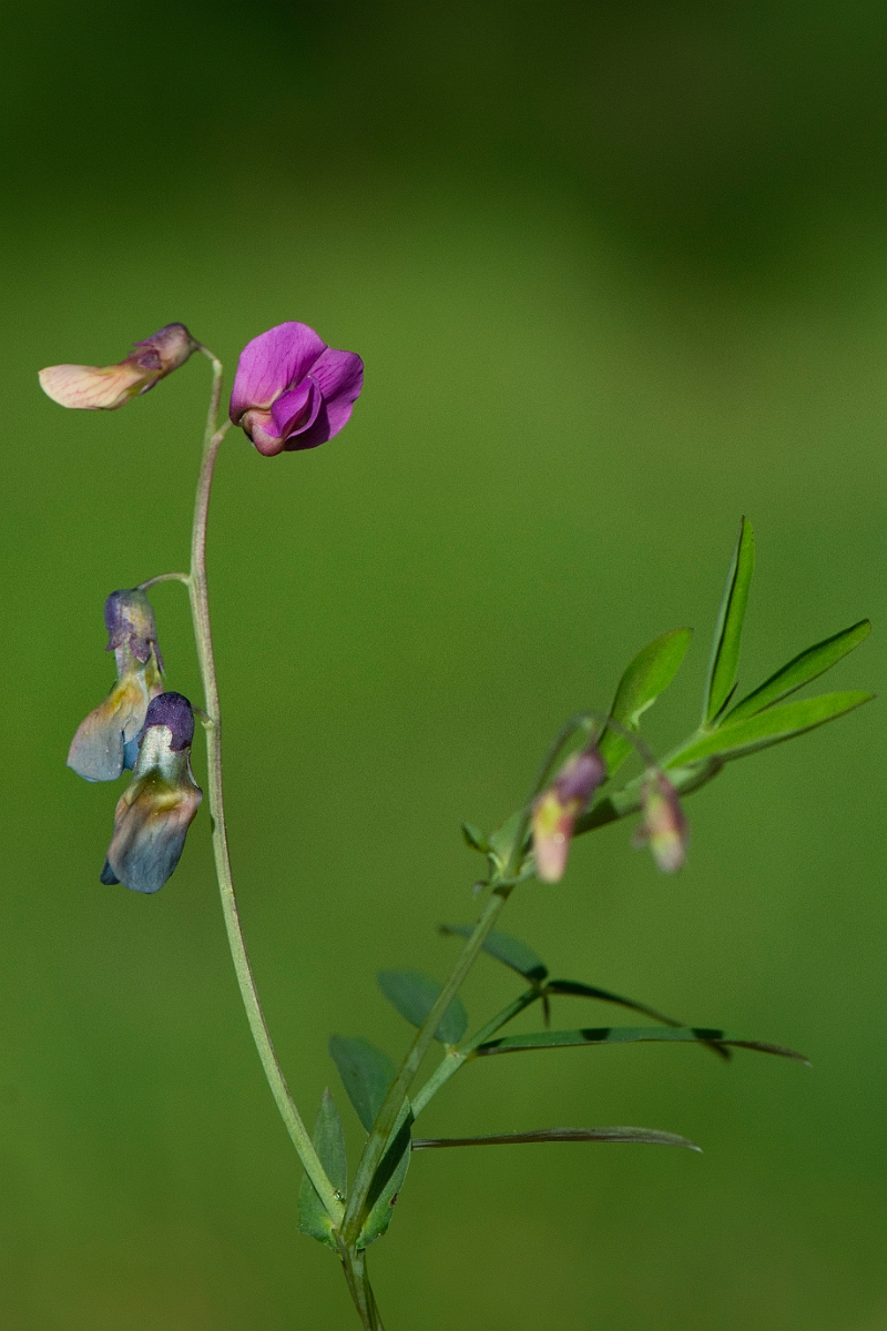 David Plant Photography - Wildlife Photography - Bitter vetch - C.JPG - Bitter vetch - Perthshire