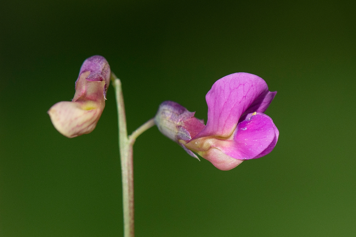 David Plant Photography - Wildlife Photography - Bitter vetch - D.JPG - Bitter vetch - Perthshire