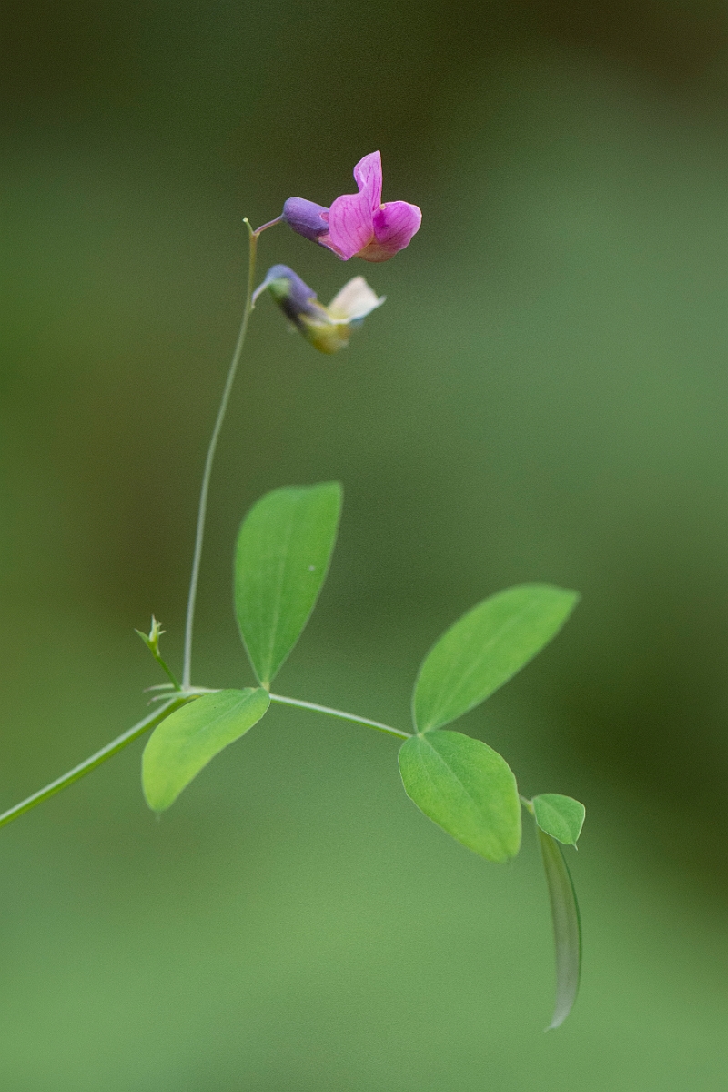 David Plant Photography - Wildlife Photography - Bitter vetch - E.JPG - Bitter vetch - Cairngorms