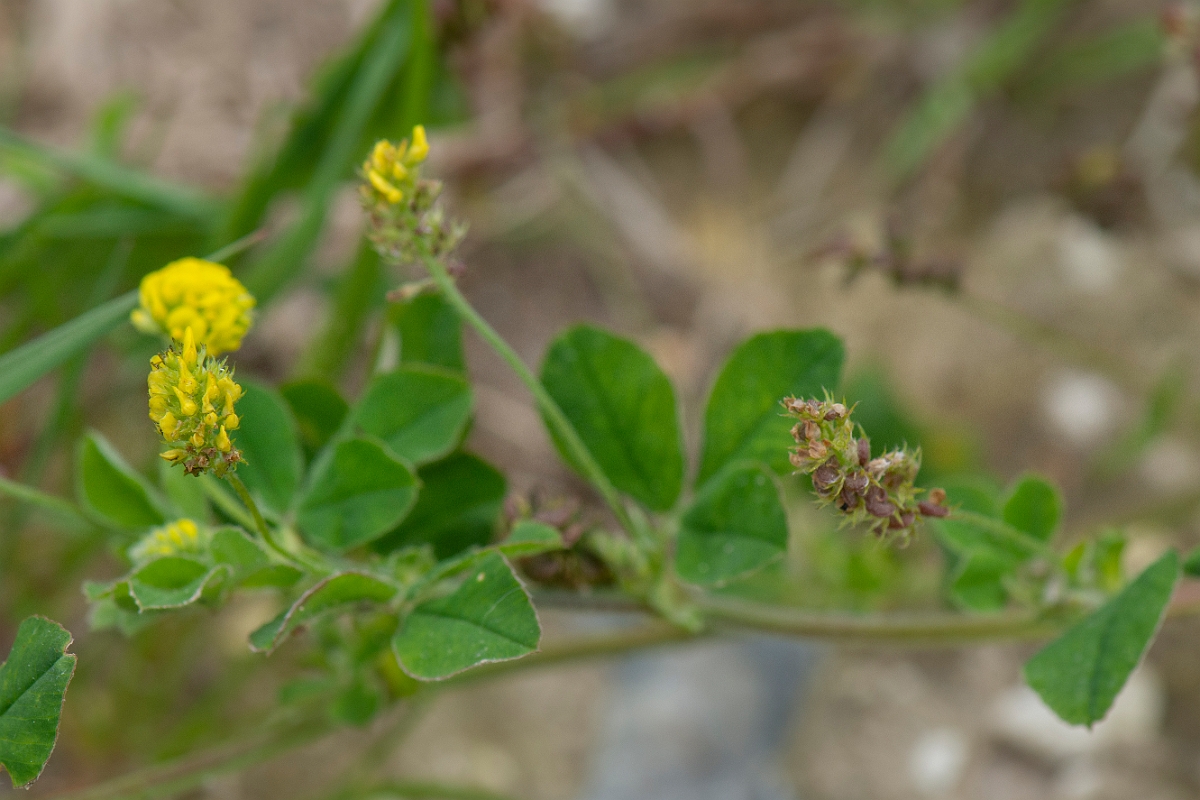 David Plant Photography - Wildlife Photography - Black medick - B.JPG - Black medick - Suffolk