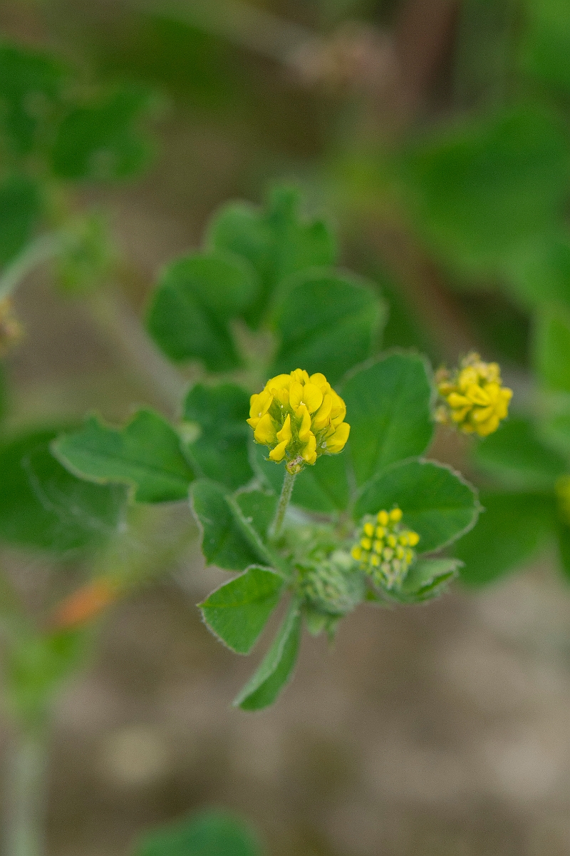David Plant Photography - Wildlife Photography - Black medick - C.JPG - Black medick - Suffolk