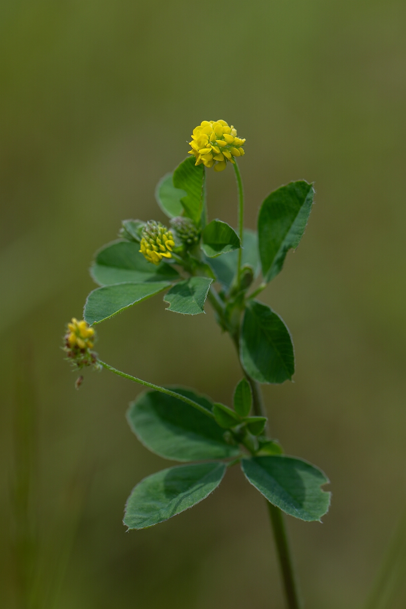 David Plant Photography - Wildlife Photography - Black medick - E.jpg - Black medick - Hertfordshire
