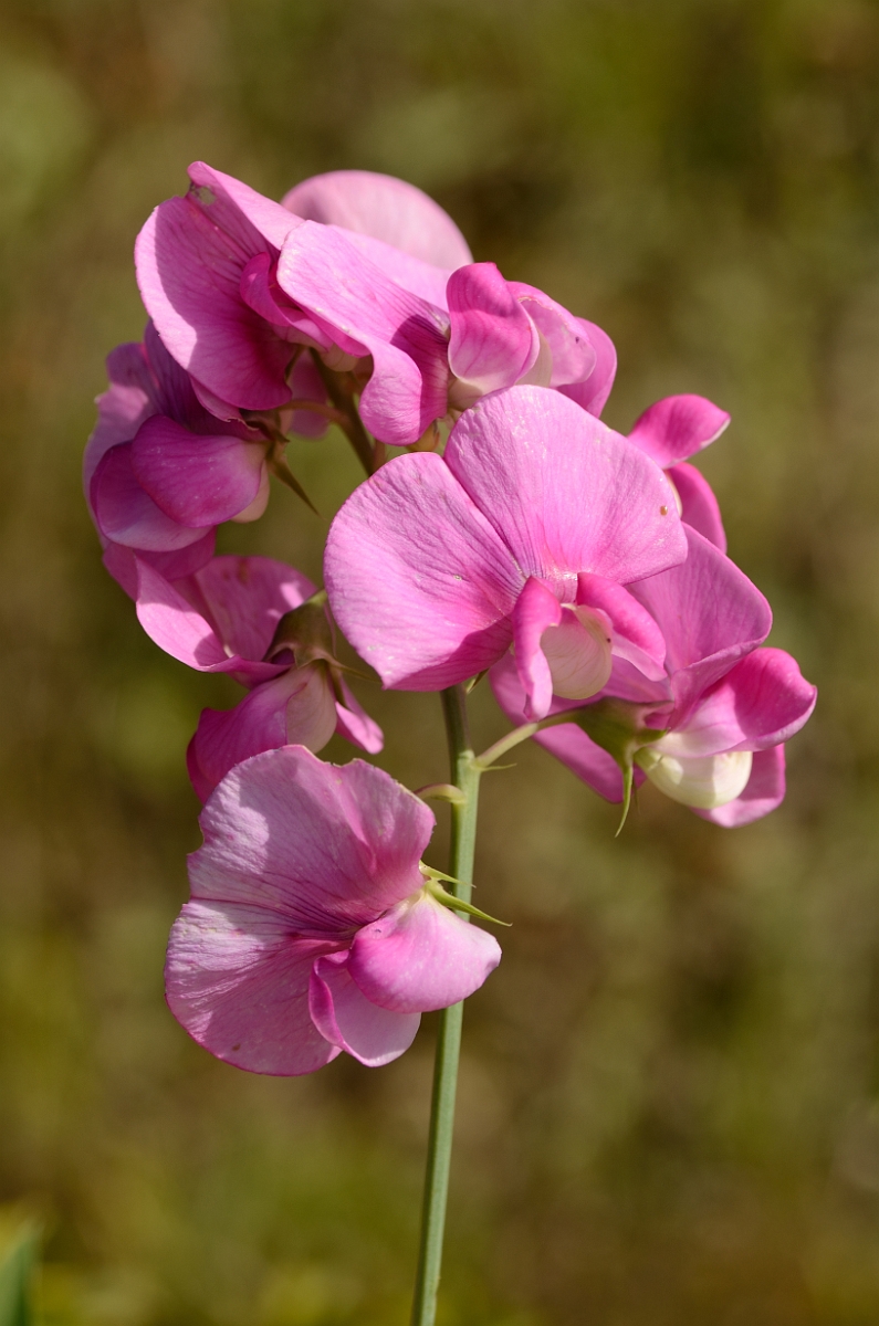 David Plant Photography - Wildlife Photography - Broad-leaved everlasting-pea - A.jpg - Broad-leaved everlasting-pea flowers - Bedfordshire