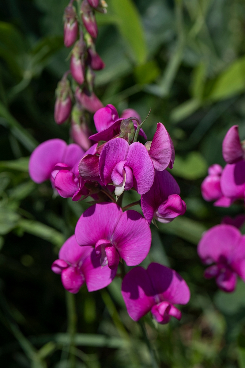 David Plant Photography - Wildlife Photography - Broad-leaved everlasting-pea - C.JPG - Broad-leaved everlasting-pea - Kent
