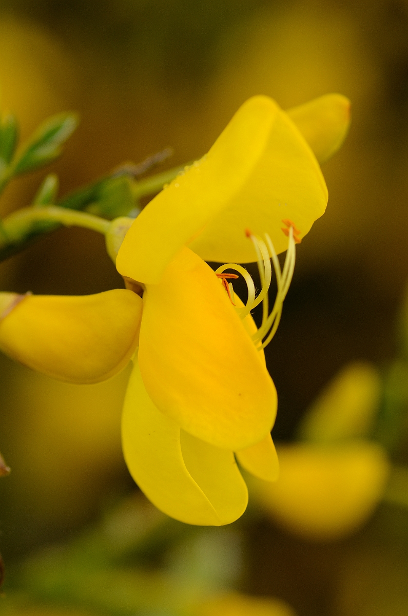 David Plant Photography - Wildlife Photography - Broom - A.jpg - Broom - Scottish Borders