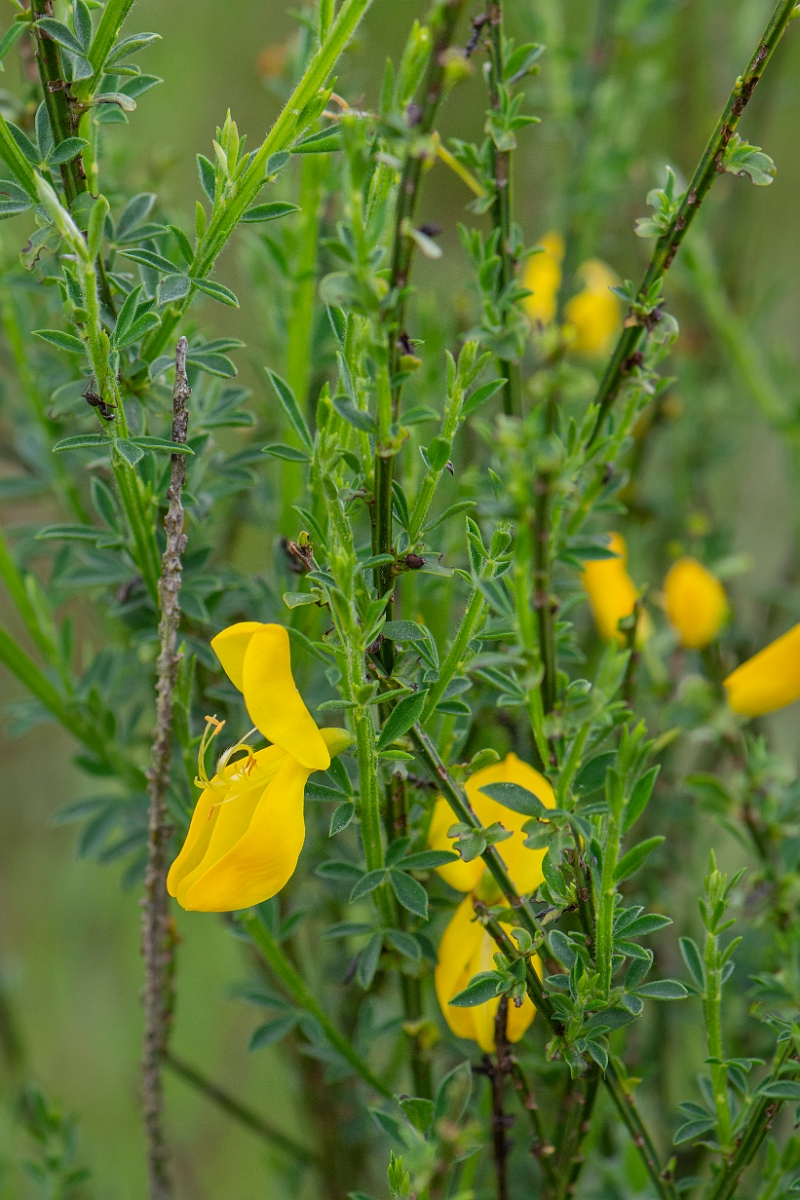 David Plant Photography - Wildlife Photography - Broom - B.JPG - Broom - Norfolk