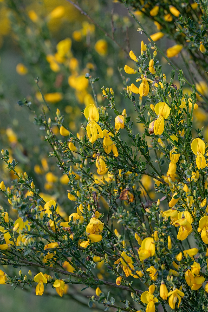 David Plant Photography - Wildlife Photography - Broom - C.jpg - Broom - Suffolk