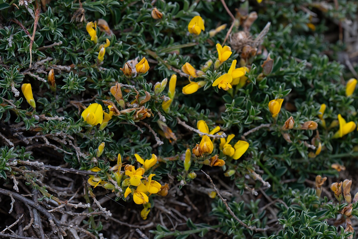 David Plant Photography - Wildlife Photography - Broom, maritimus - D.jpg - Broom, subspecies maritimus - Cornwall
