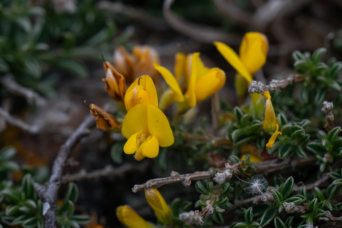 David Plant Photography - Wildlife Photography - Broom, maritimus - E.jpg - Broom, subspecies maritimus - Cornwall
