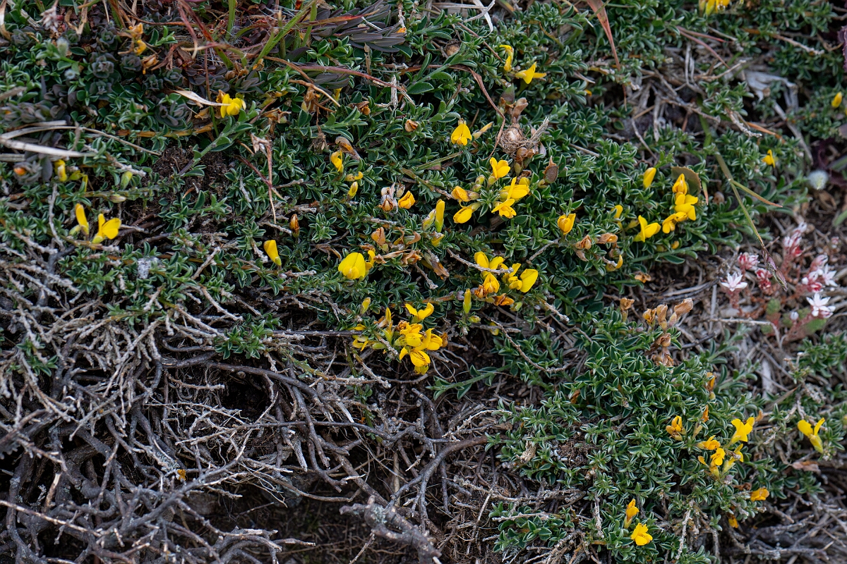 David Plant Photography - Wildlife Photography - Broom, maritimus - F.jpg - Broom, subspecies maritimus - Cornwall