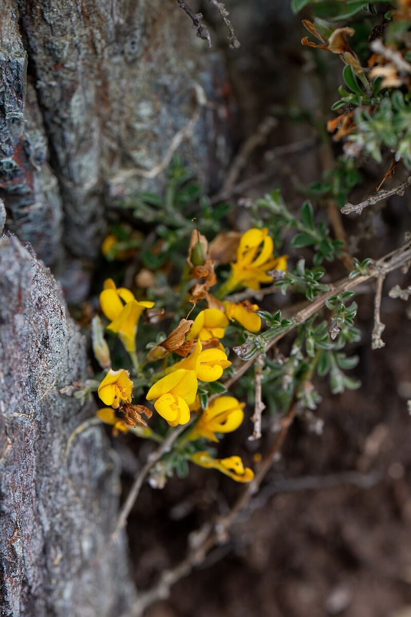 David Plant Photography - Wildlife Photography - Broom, maritimus - G.jpg - Broom, subspecies maritimus - Cornwall