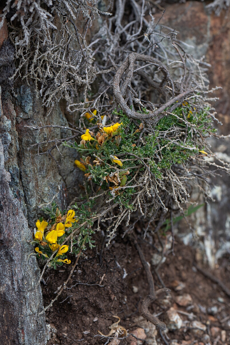 David Plant Photography - Wildlife Photography - Broom, maritimus - H.jpg - Broom, subspecies maritimus - Cornwall