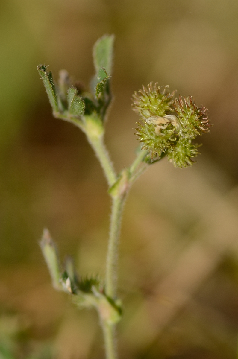 David Plant Photography - Wildlife Photography - Bur medick - B.jpg - Bur medick seed pod - Suffolk