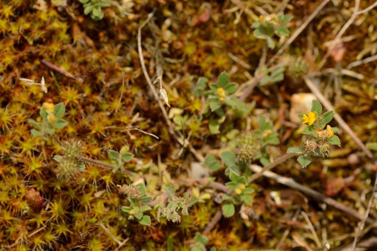 David Plant Photography - Wildlife Photography - Bur medick - C.jpg - Bur medick - Suffolk