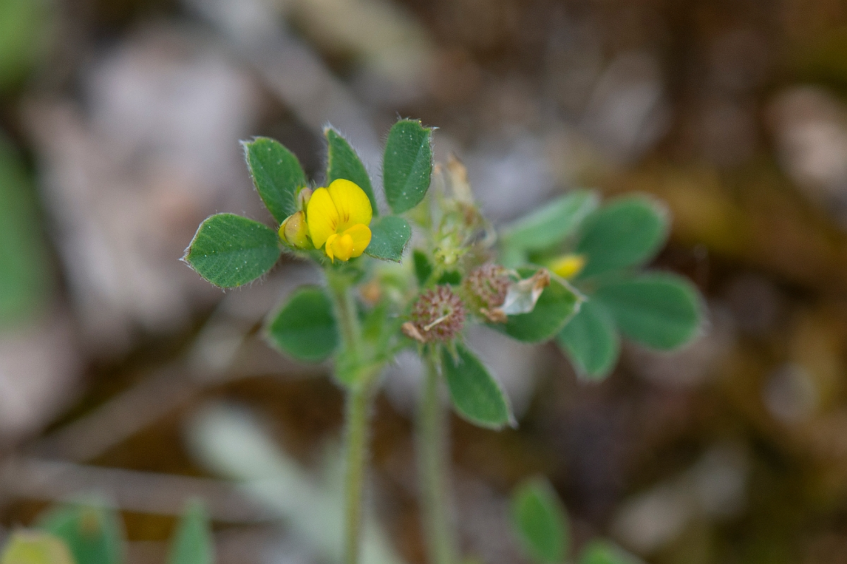 David Plant Photography - Wildlife Photography - Bur medick - D.JPG - Bur medick - Suffolk