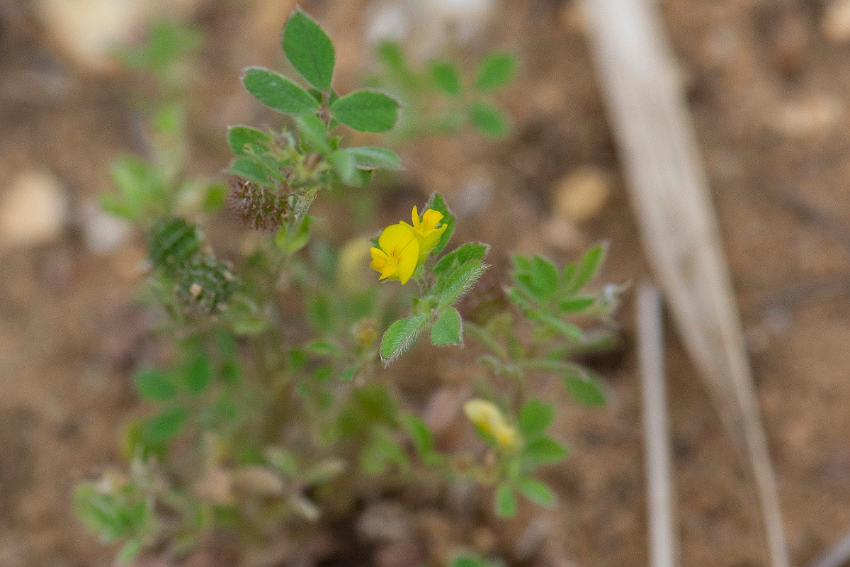 David Plant Photography - Wildlife Photography - Bur medick - F.JPG - Bur medick - Norfolk