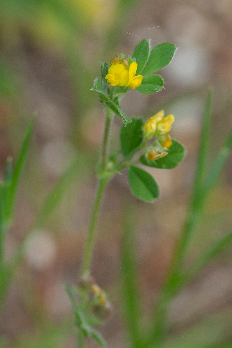 David Plant Photography - Wildlife Photography - Bur medick - G.JPG - Bur medick - Suffolk