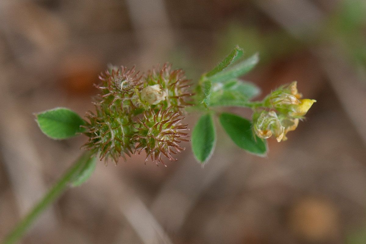 David Plant Photography - Wildlife Photography - Bur medick - I.JPG - Bur medick - Suffolk