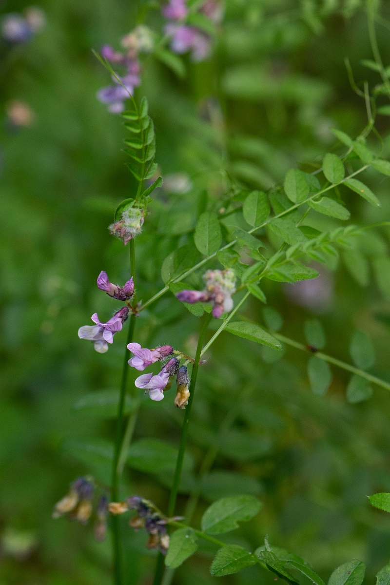 David Plant Photography - Wildlife Photography - Bush vetch - A.JPG - Bush vetch - Buckinghamshire