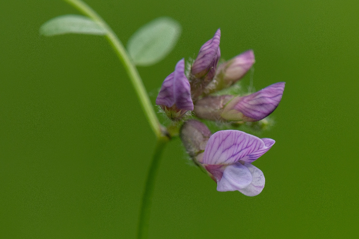 David Plant Photography - Wildlife Photography - Bush vetch - B.JPG - Bush vetch - Buckinghamshire