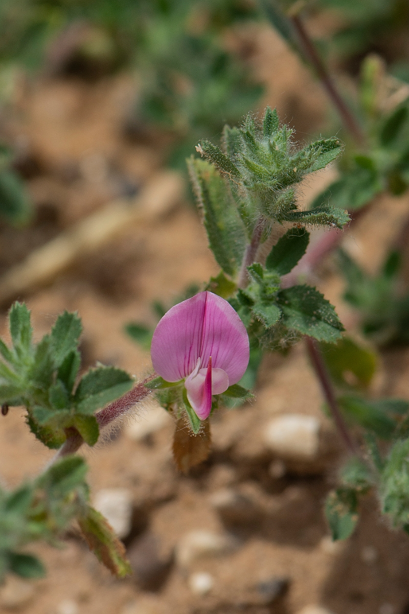 David Plant Photography - Wildlife Photography - Common restharrow - A.JPG - Common restharrow - Suffolk