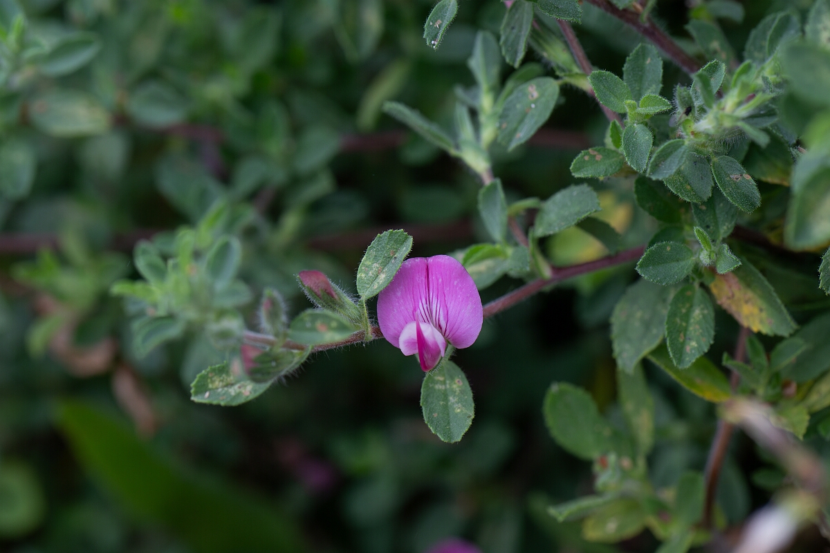 David Plant Photography - Wildlife Photography - Common restharrow - B.jpg - Common restharrow - Cornwall