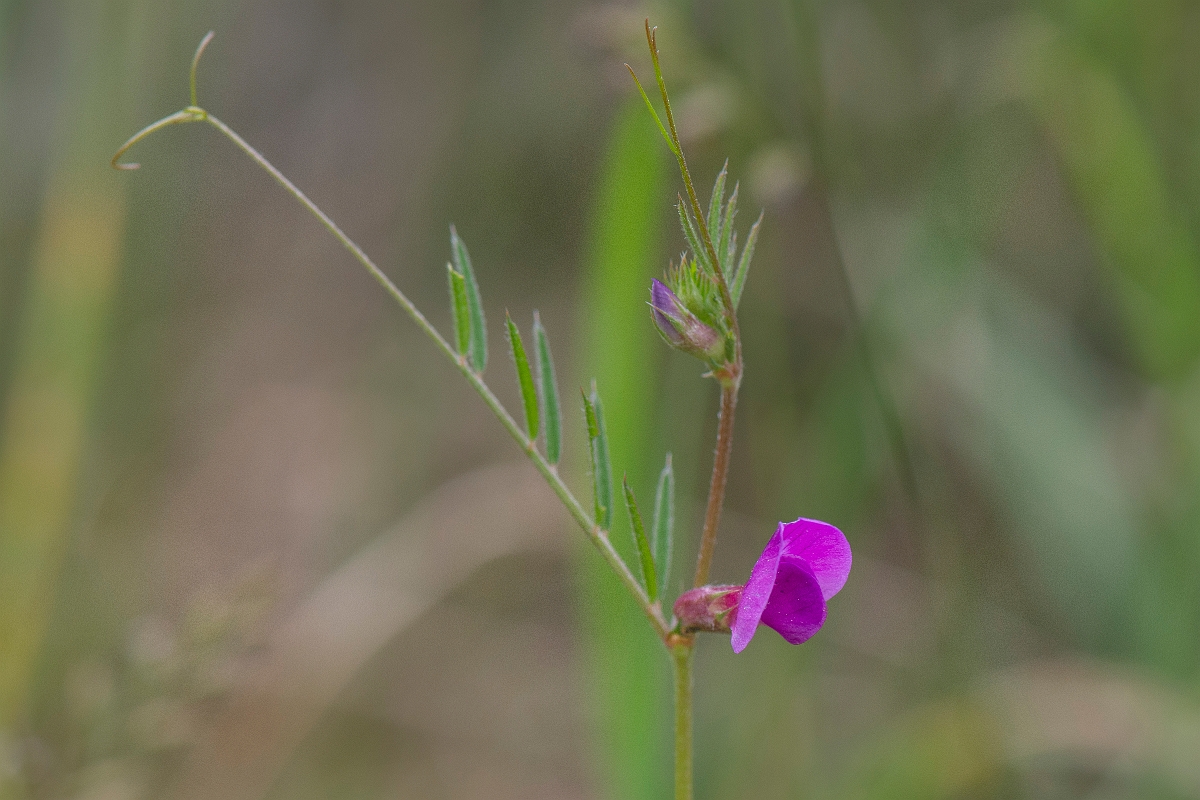 David Plant Photography - Wildlife Photography - Common vetch - C.JPG - Common vetch - Suffolk