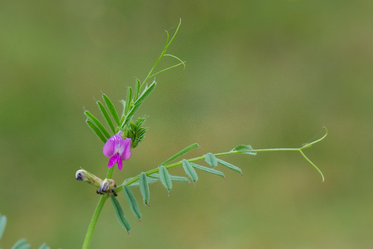 David Plant Photography - Wildlife Photography - Common vetch - D.JPG - Common vetch - Norfolk