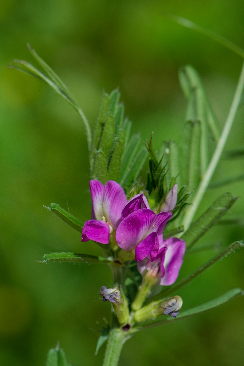 David Plant Photography - Wildlife Photography - Common vetch - E.JPG - Common vetch - Oxfordshire